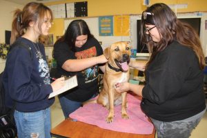 Students in Ms. Acton’s veterinary class learn how to check vitals on Slater. 