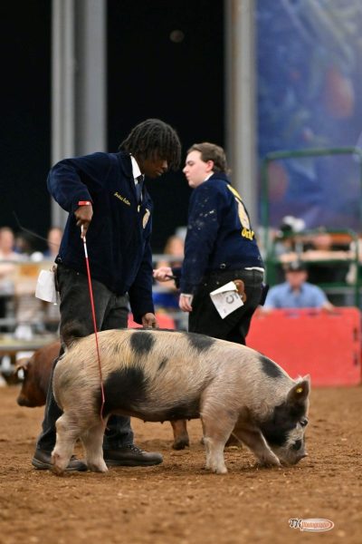 FFA member Joshua Sutton shows pig at the fair.