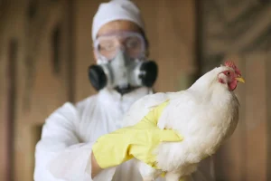 As of January 8th, California has reported 38 cases of H5N1 avian influenza, Washington state 11, and Colorado 10. 
