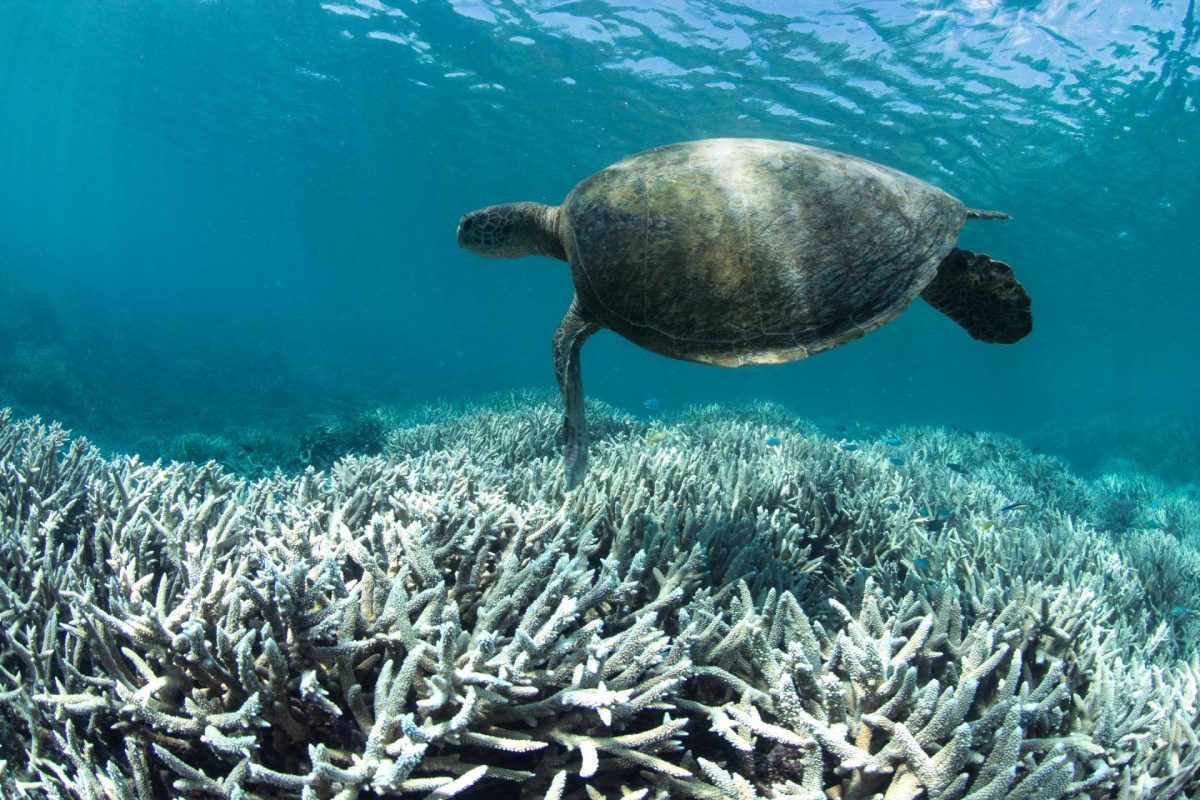 Pictured above is the dramatic consequences evident on our reefs.